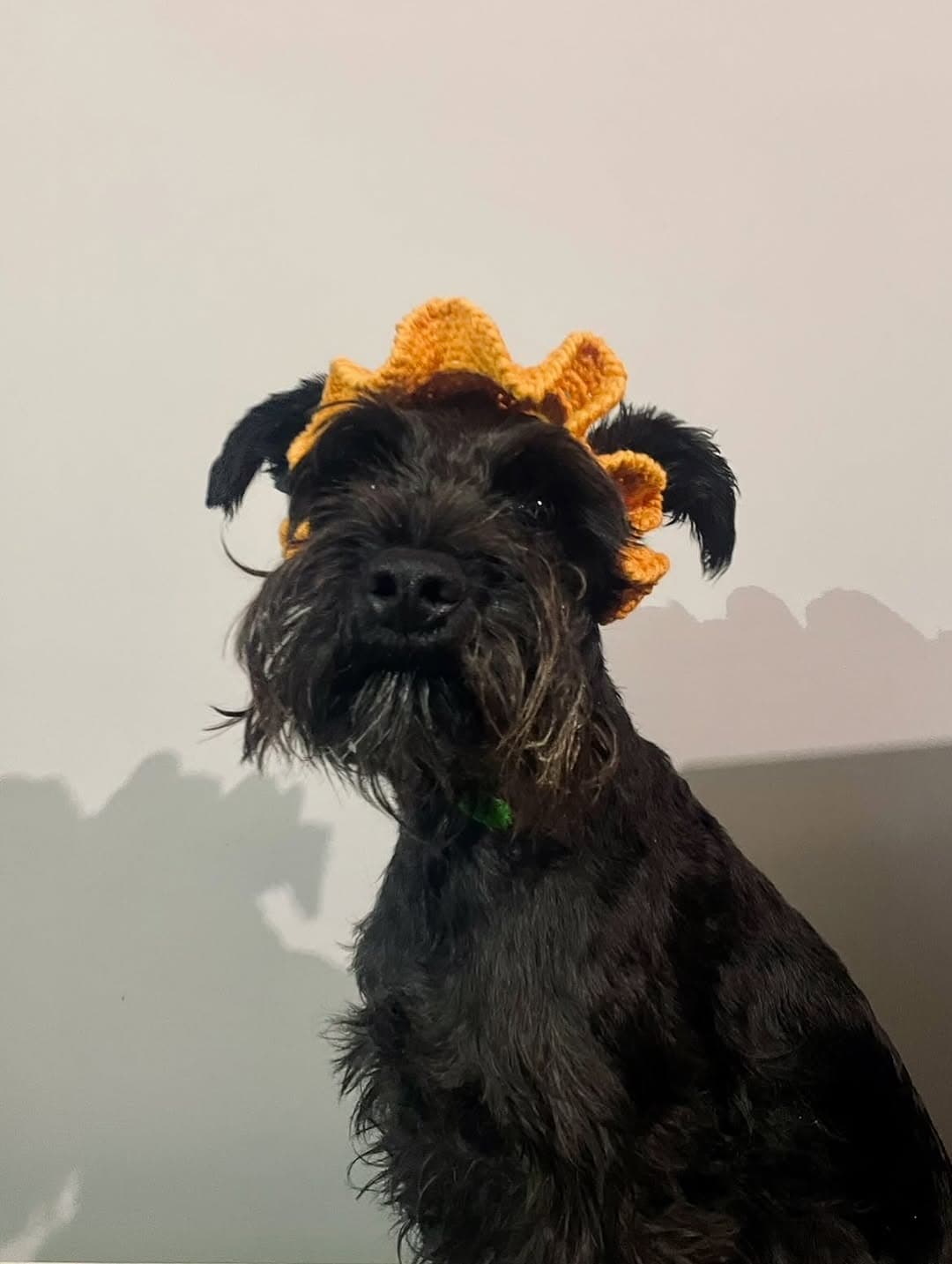 Limón ya está en el spooky mood 💀🎃👻