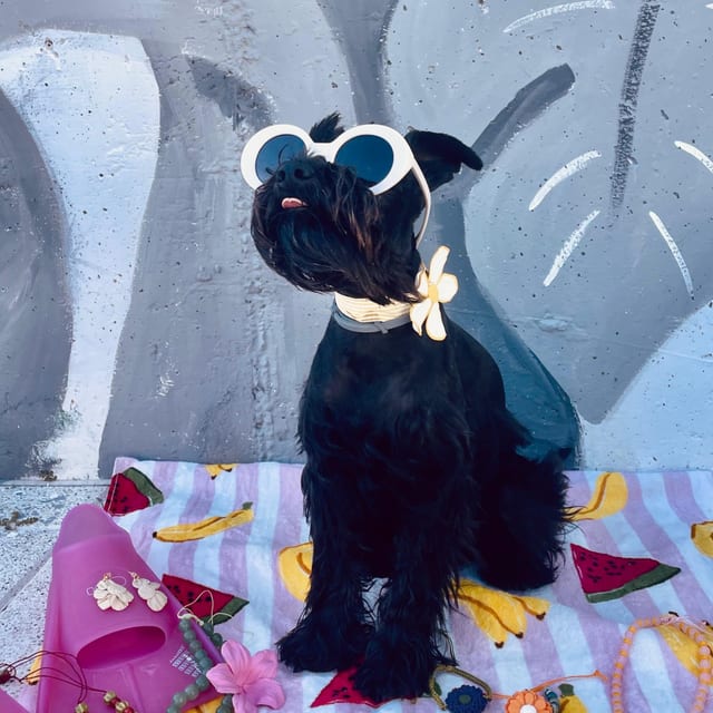 Limón, la mascota de Señorita Muela